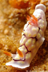 Nudibranch, Chromodoris conchyliata. Picture taken on the... by Anouk Houben 